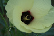 Okra Green Clemson Spineless Seed