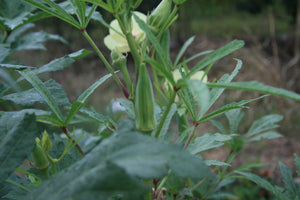 Okra Green Clemson Spineless Seed