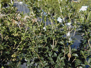 Osmanthus fragrans  Fragrant Tea Olive