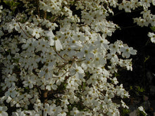 Load image into Gallery viewer, Dogwood Cherokee Princess
