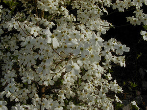 Dogwood Cherokee Princess