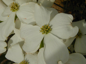 Dogwood Cherokee Princess