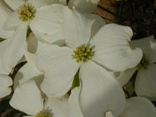 Load image into Gallery viewer, White Dogwood
