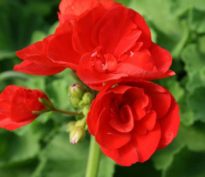 6” Geranium