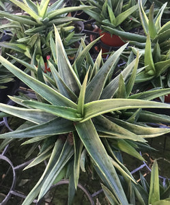 Aloe sp. variegatum