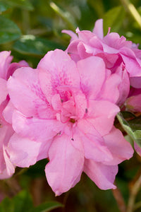 Encore Azalea Autumn Carnation™