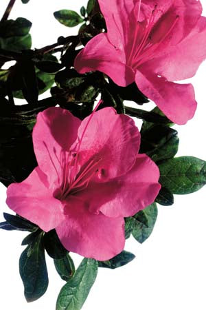 Encore Azalea Autumn Carnival