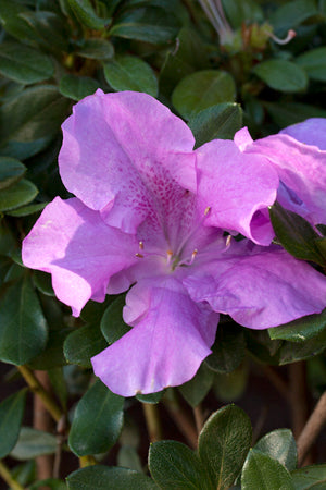 Encore Azalea Autumn Lilac