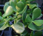 Crassula ovata minima Miniature Jade