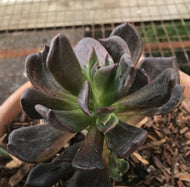 Echeveria 'Black Prince'