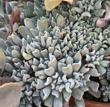 Load image into Gallery viewer, Echeveria elegans Mexican Snowball
