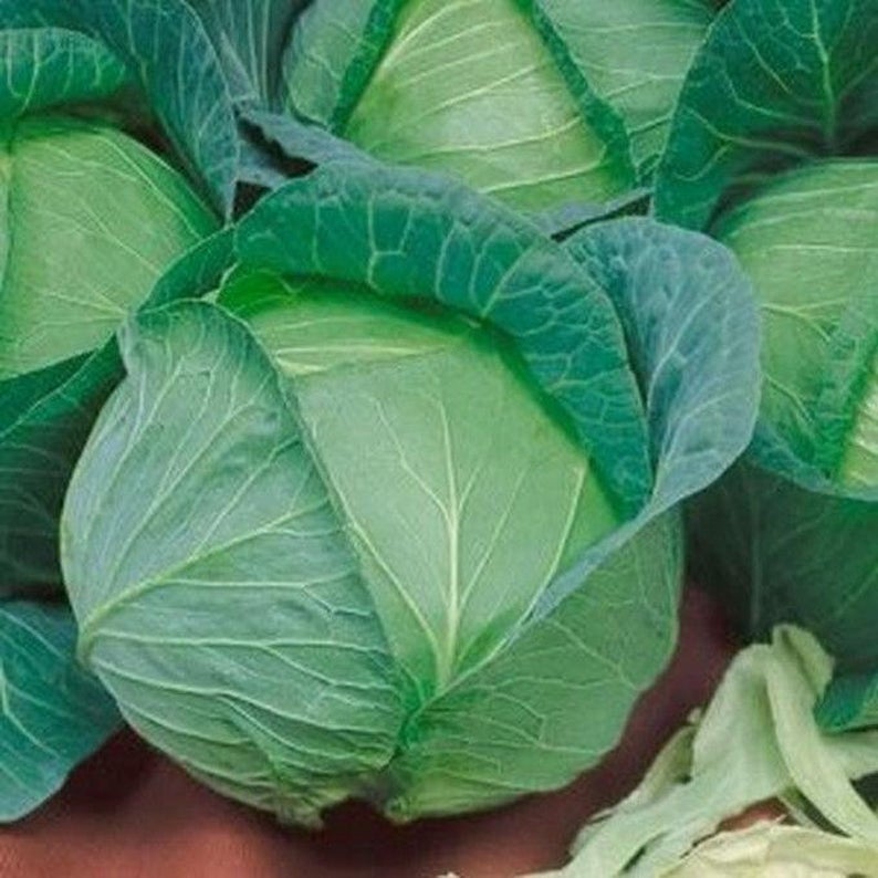 Cabbage Flat Dutch