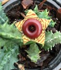 Load image into Gallery viewer, Huernia zebrina Life Saver Plant
