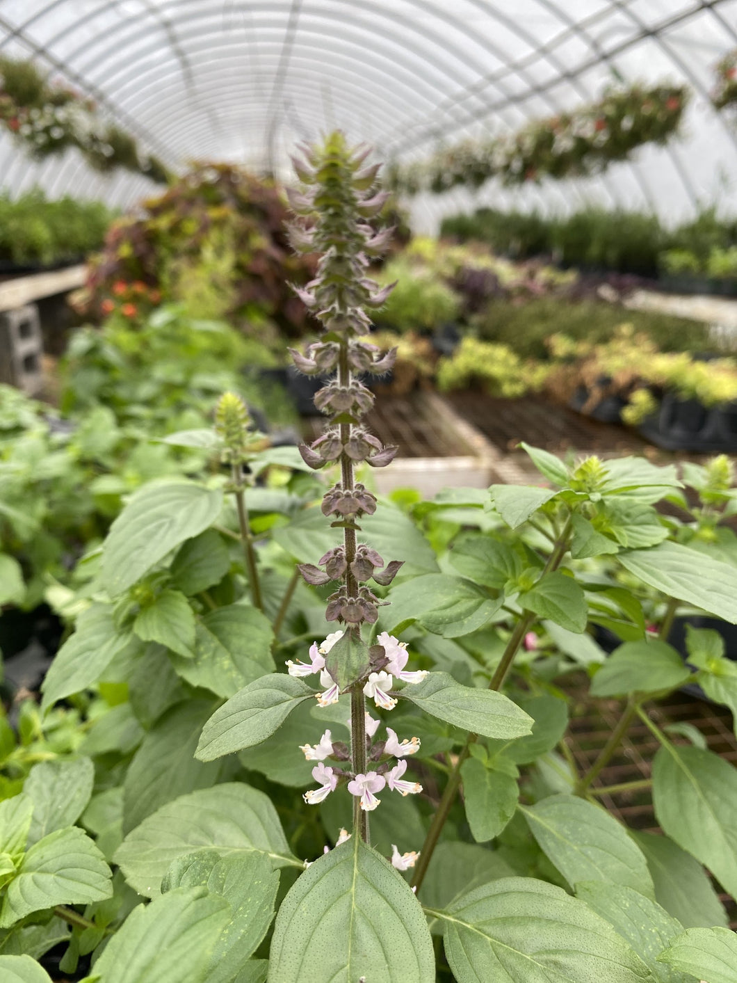 Ocimum African Blue