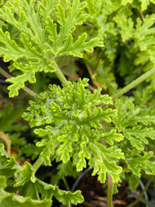 Pelargonium crispum  Citronella