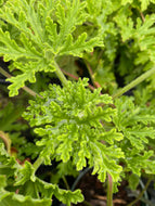 Pelargonium crispum  Citronella