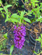 Buddliea Blacknight