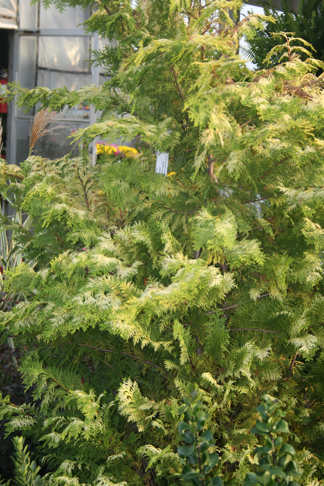 Chamaecyparis Crippsii Golden Hinoki