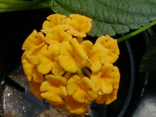 Load image into Gallery viewer, Lantana
