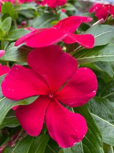 Vinca ( Catharanthus) 4” Pot