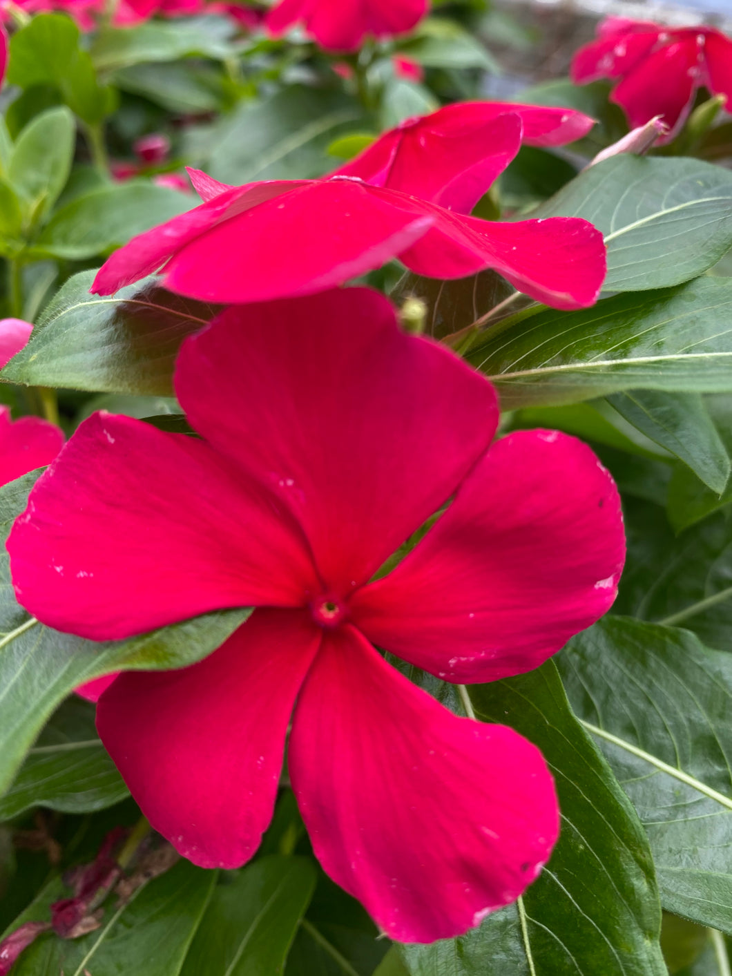 Vinca ( Catharanthus) 4” Pot
