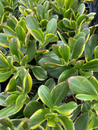 Crassula ovata ‘Variegata’ Variegated Jade