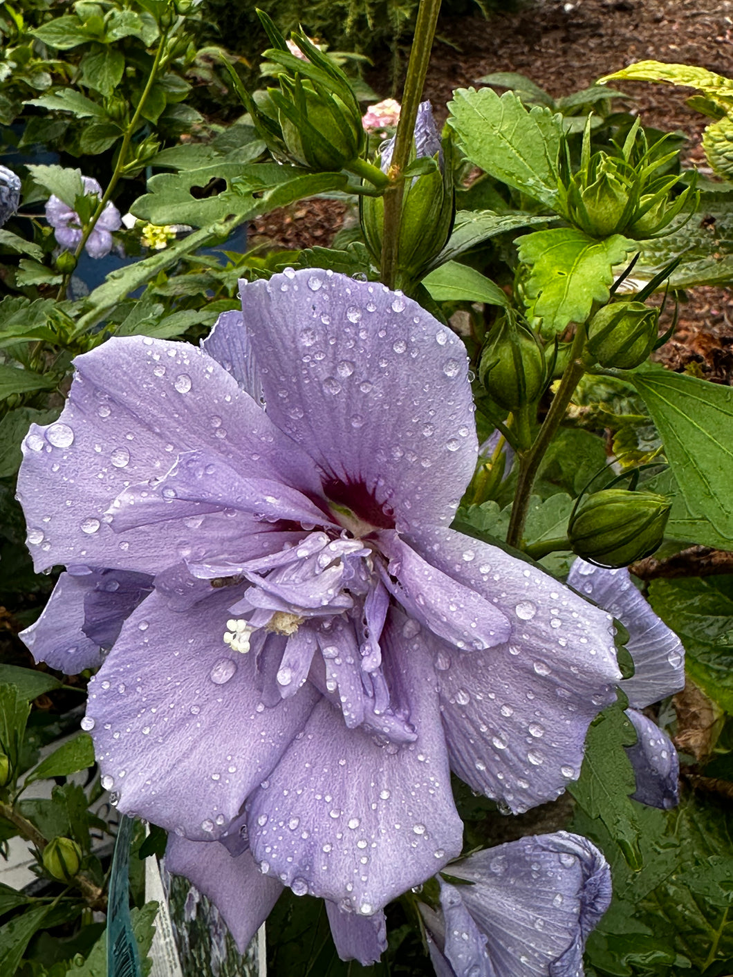 Hibiscus Syriacus Blue Chiffon