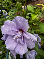 Hibiscus Syriacus Blue Chiffon