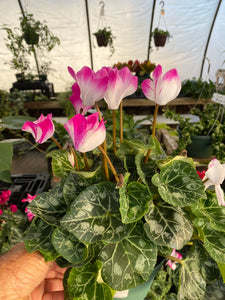 Cyclamen