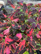 Coleus Duck Foot