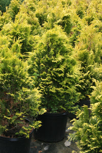 Cupressocyparis Leyland Cypress