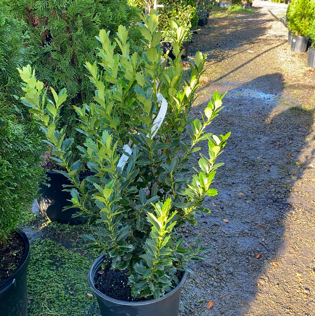 Oakland Holly Franklin Brothers Nursery