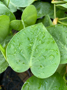 Philodendron Heart Leaf
