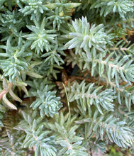 Load image into Gallery viewer, Sedum rupestre Blue Spruce

