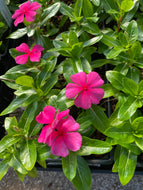 Vinca