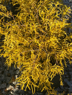 Chamaecyparis pisifera 'Bright Gold'