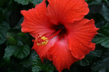 Load image into Gallery viewer, Hibiscus Tree
