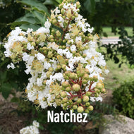 Lagerstroemia Natchez White Crepe Myrtle