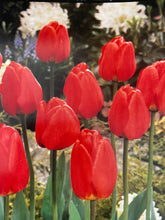 Load image into Gallery viewer, Tulip Red
