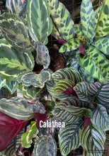 Load image into Gallery viewer, Calathea
