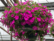 Petunia Hanging Baskets