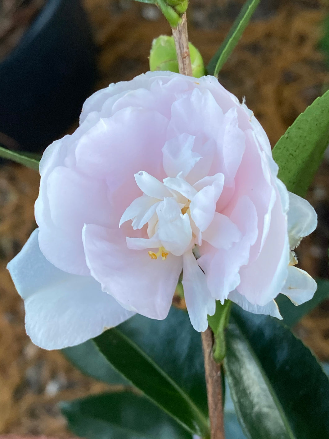 Camellia sasanqua 'Mine-no-Yuki', aka Snow on the Mountain