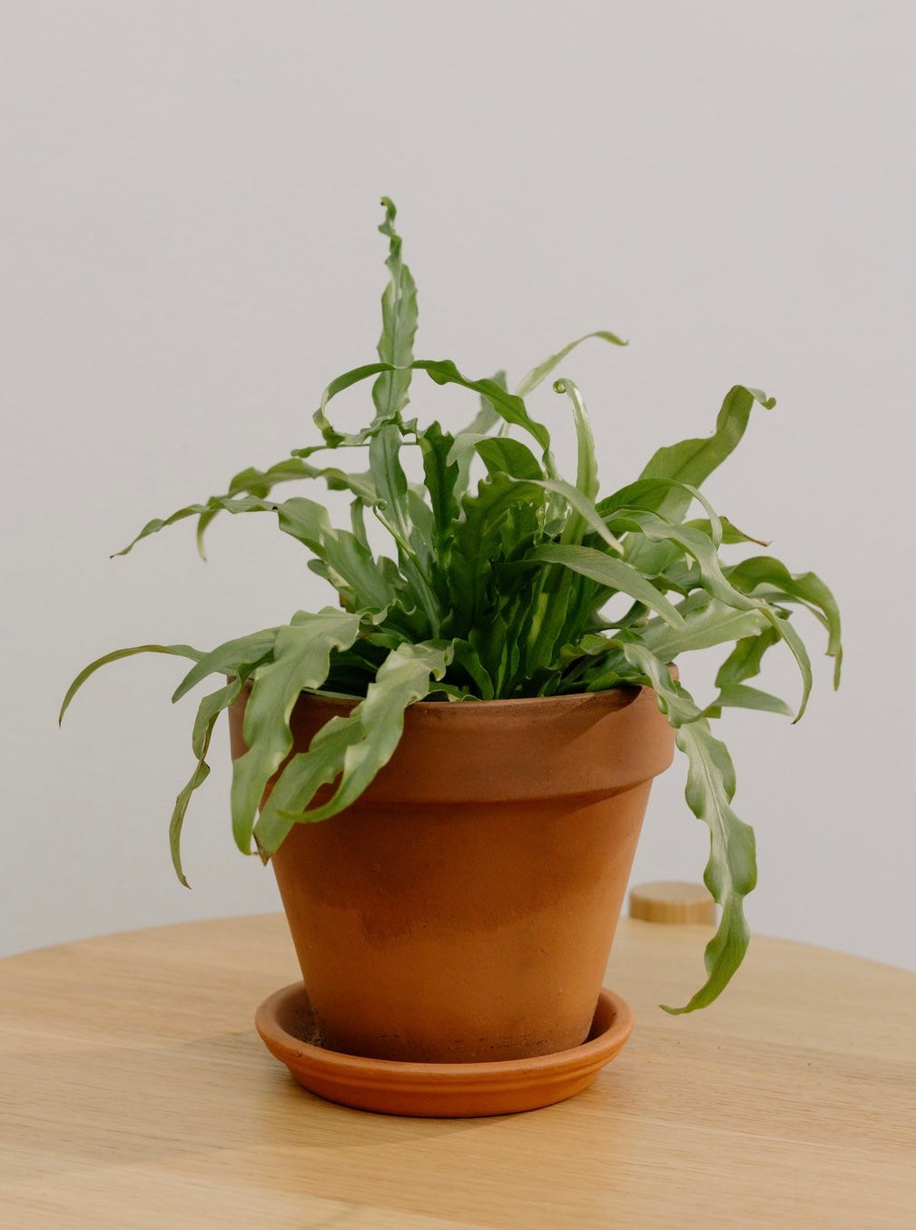 deroma plant pots Deroma Clay Pots – Franklin Brothers Nursery