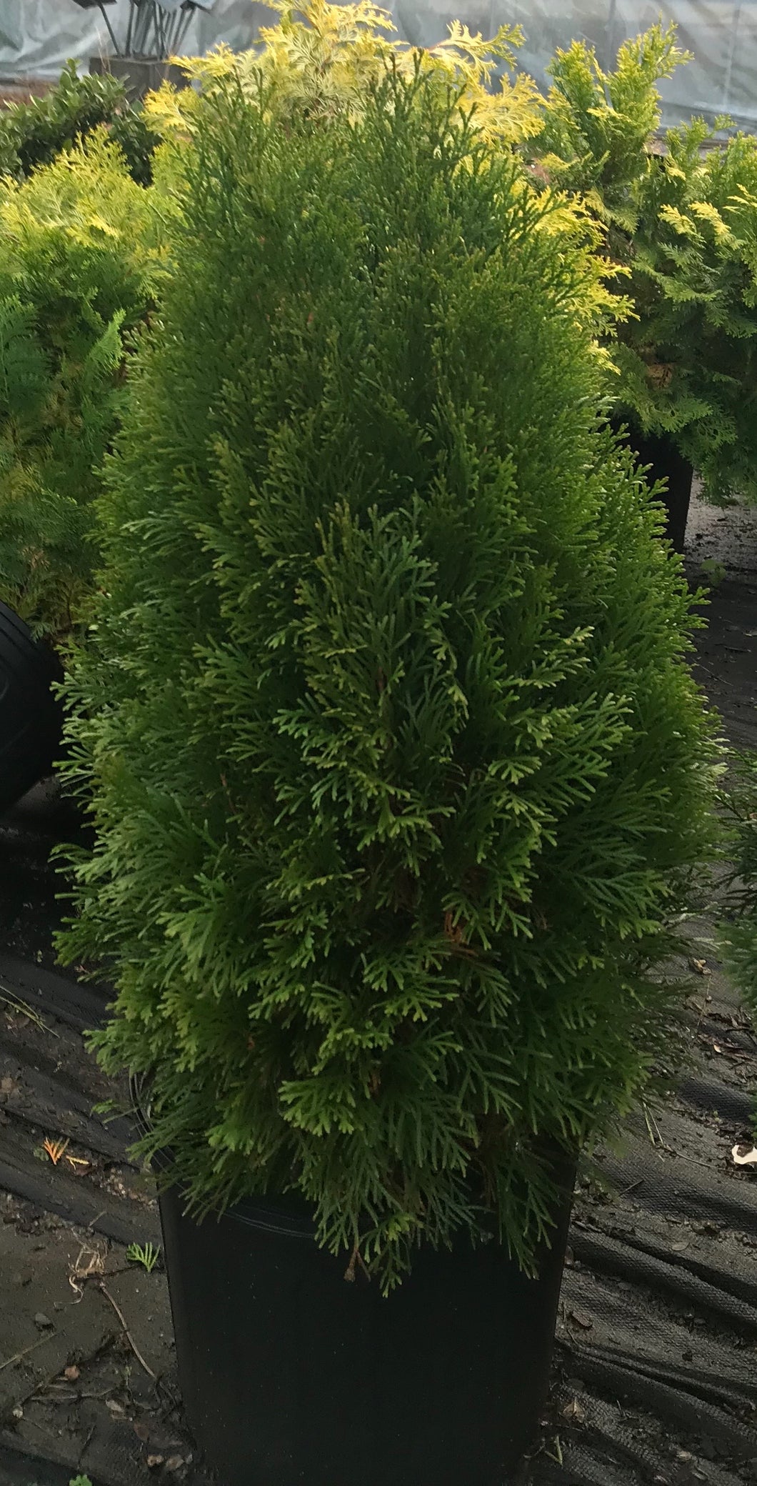 Thuja Degroot's Spire