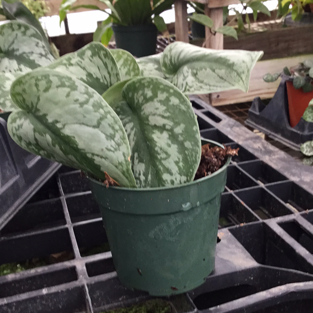 Pothos exotica