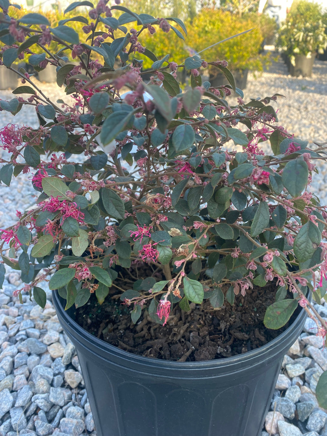 Loropetalum Daruma