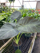 Load image into Gallery viewer, Alocasia ‘Regal Sheild’
