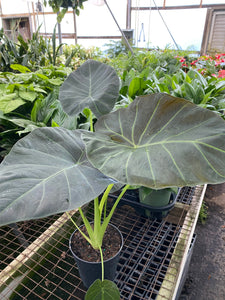 Alocasia ‘Regal Sheild’