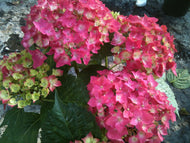 Florist Hydrangea-Merritts Supreme