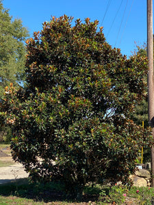 Magnolia grandiflora 'Kay Paris '